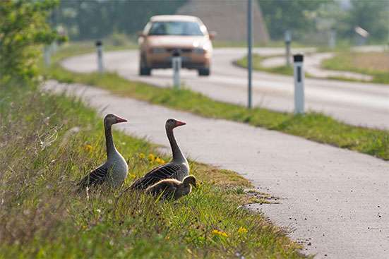 environmental impact of asphalt